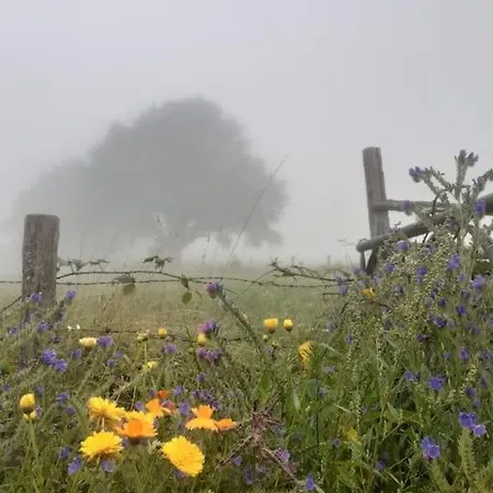 A L'ombre Du Figuier Mezeray