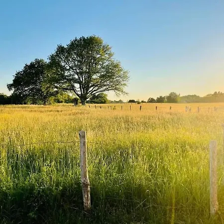 A L'ombre Du Figuier *