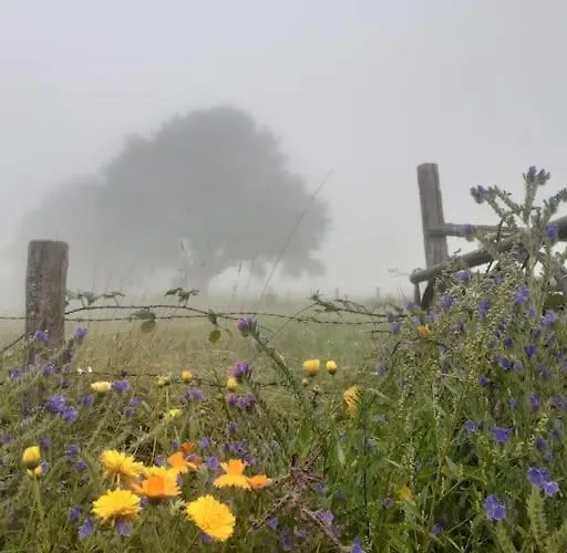 A L'ombre Du Figuier Mezeray