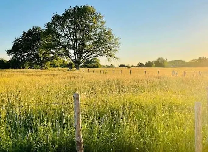 A L'ombre Du Figuier *