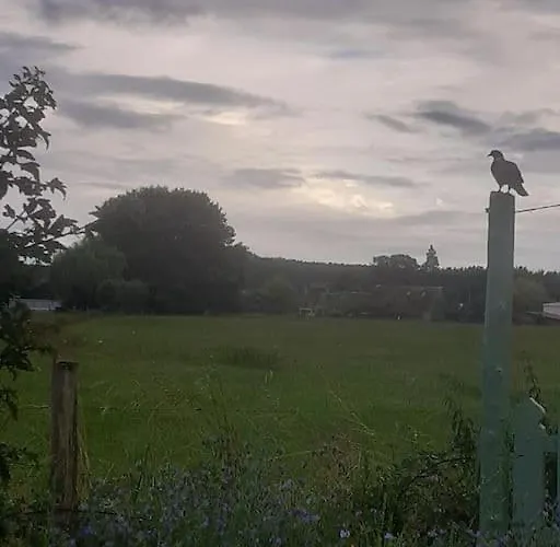 A L'ombre Du Figuier *